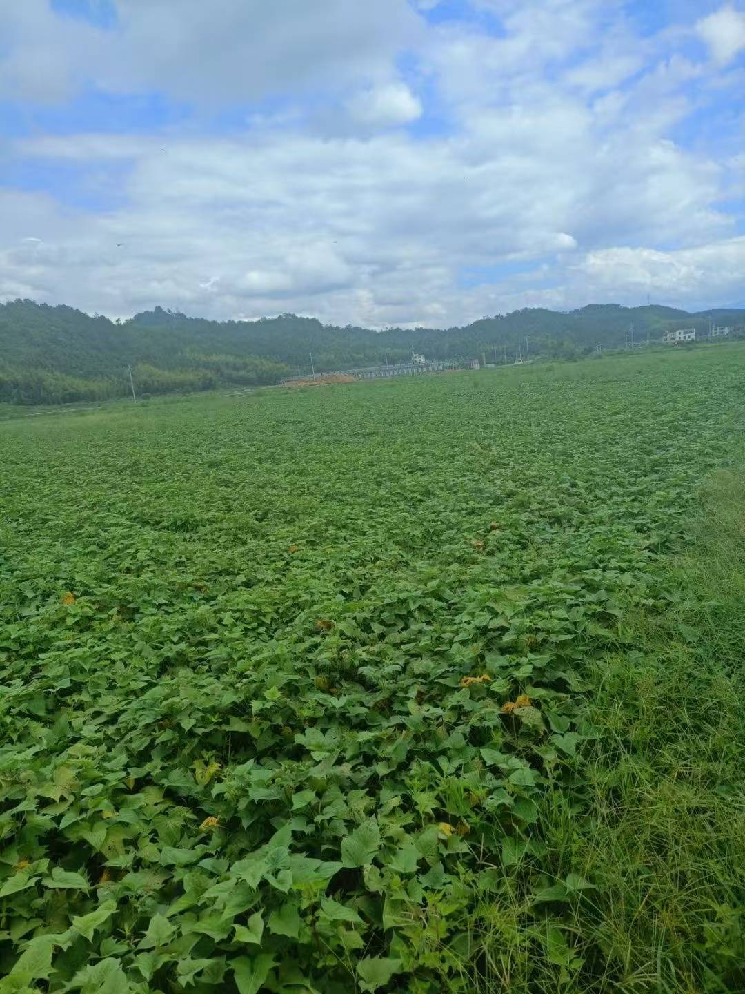 2026红瑶烤香薯源头怎么选？靠谱厂家干货对比不踩坑