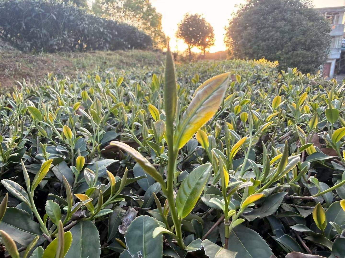 山场照片